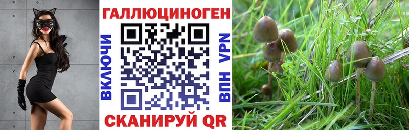 Псилоцибиновые грибы Psilocybe  Купить  Борисоглебск 